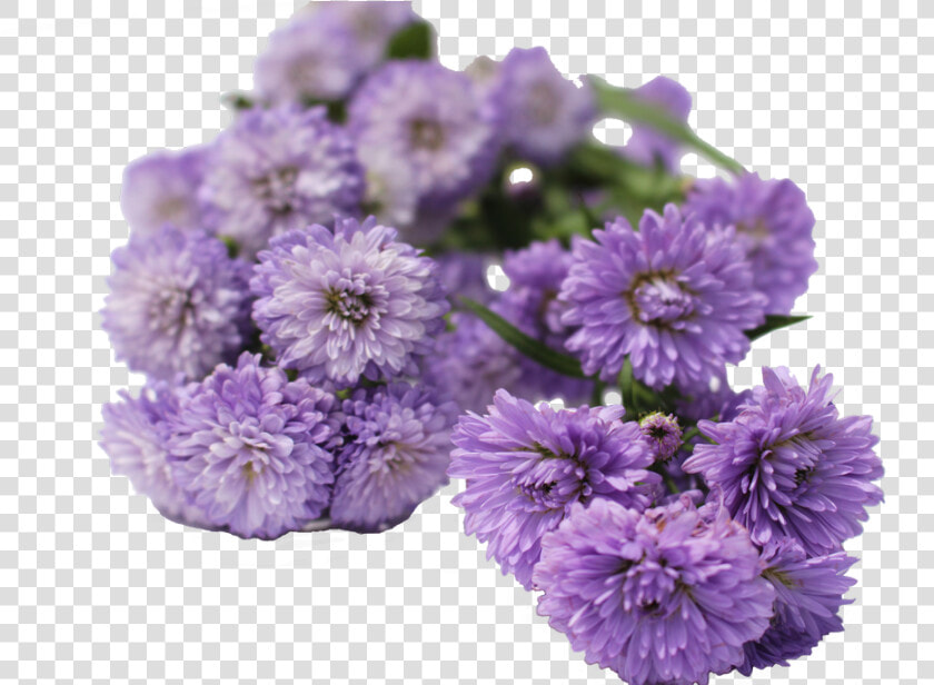 Aster Flowers Aster Flowers  HD Png DownloadTransparent PNG