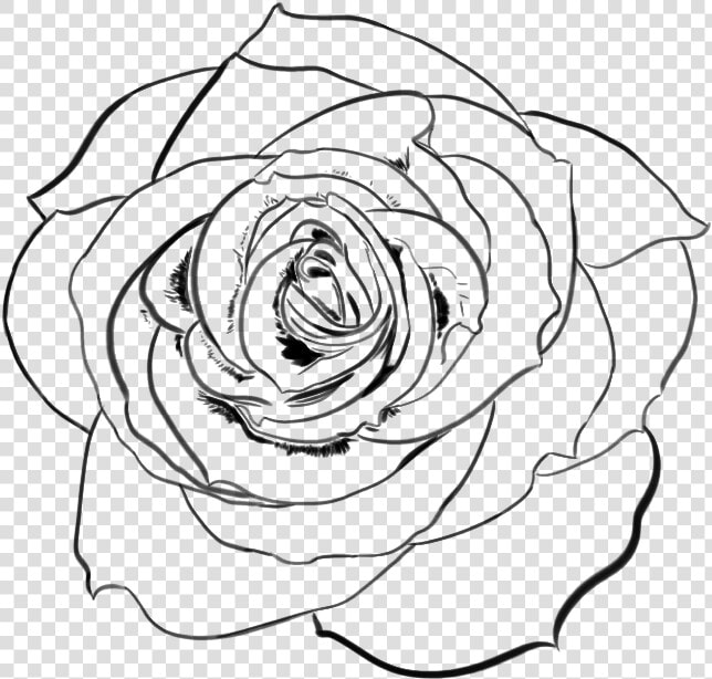 Line Transparent Rose   Transparent Rose Line Art  HD Png DownloadTransparent PNG