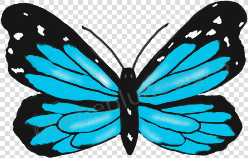 Morpho Blue Butterfly   Limenitis  HD Png DownloadTransparent PNG