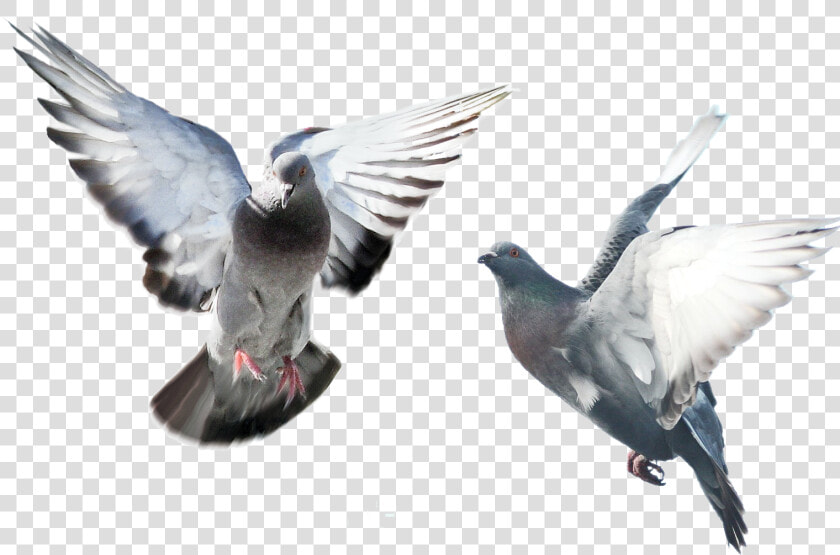 Bird rock Dove wing pigeons And Doves beak feather stock   Bird Spikes  HD Png DownloadTransparent PNG