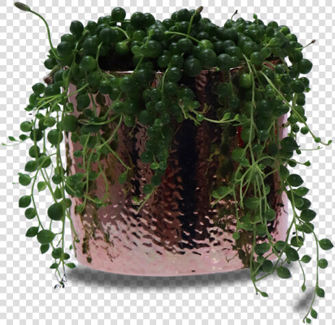 Houseplant  HD Png DownloadTransparent PNG