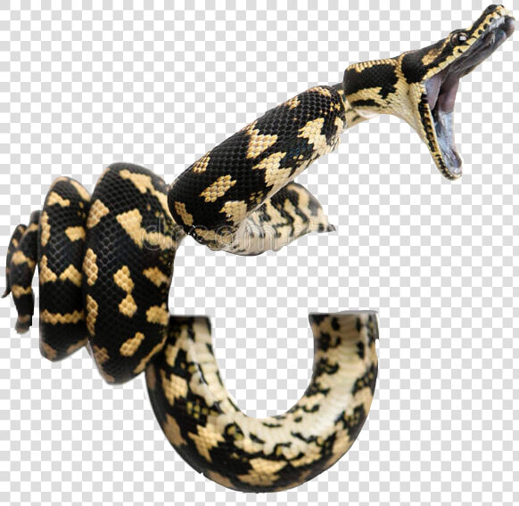 Snakes Coiled Striking Boaconstri   Morelia Spilota Cheynei  HD Png DownloadTransparent PNG