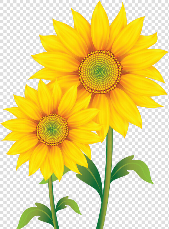 Fleurs Flores Flowers Bloemen   Transparent Background Sunflower Clip Art  HD Png DownloadTransparent PNG