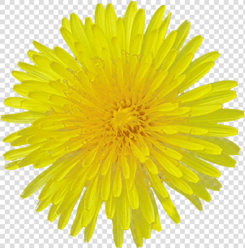 Dandelion Flower Transparent Image Flower   Yellow Dandelion Png Transparent  Png DownloadTransparent PNG