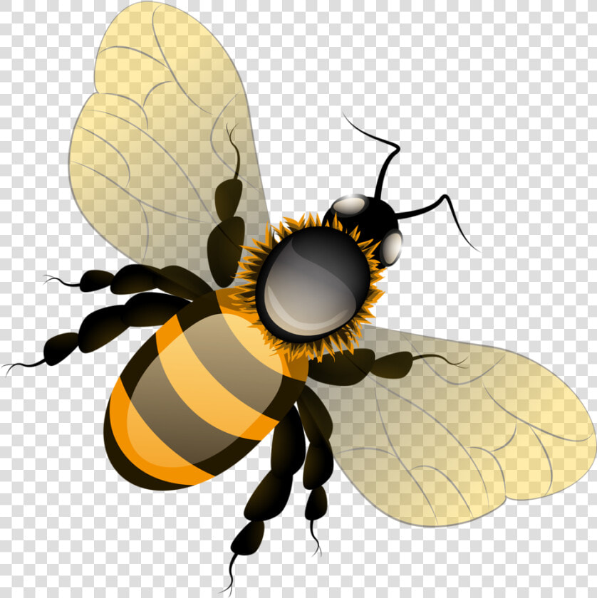 Фотки Bee Clipart  Bees  Clip Art  Illustrations   Transparent Background Cute Cartoon Bee  HD Png DownloadTransparent PNG