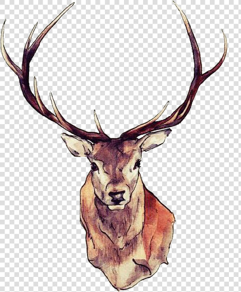 Watercolor Deer Antlers Png   Stag Drawing Head  Transparent PngTransparent PNG