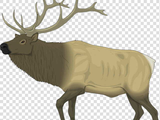 Moose Clipart Caribou   Elks Lodge Santa Clarita  HD Png DownloadTransparent PNG