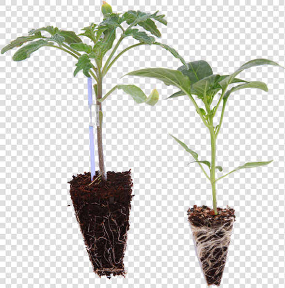 Vegetable Seedling Png  Transparent PngTransparent PNG