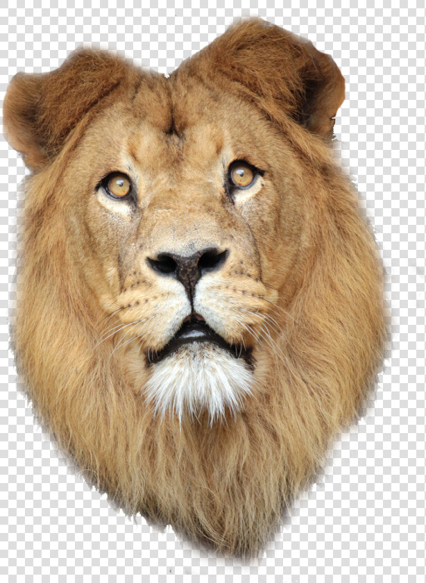 East African Lion Lionhead Rabbit   Lions Face Png  Transparent PngTransparent PNG