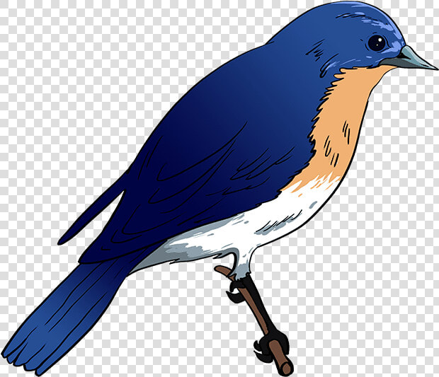 Blue Bird Png  how To Draw Eastern Bluebird   Easy Blue Bird Drawing  Transparent PngTransparent PNG