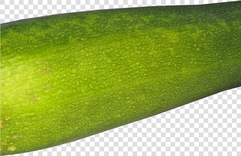 Zucchini Png Image1   Gourd  Transparent PngTransparent PNG