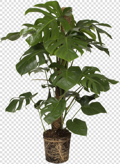 Split Leaf Philodendron   Monstera Deliciosa Png  Transparent PngTransparent PNG