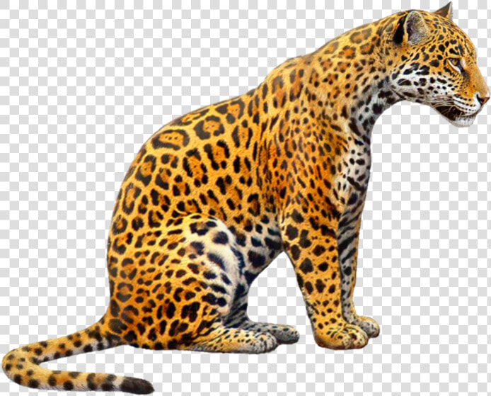  jaguar  jagger  jaguars  tiger  tigers  cat  zoo  animals   Jaguar Png  Transparent PngTransparent PNG