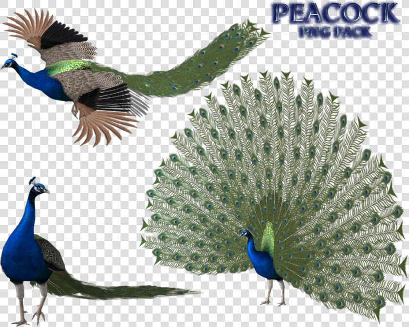 Peacock Free Png Image   Peacock 3d Png  Transparent PngTransparent PNG