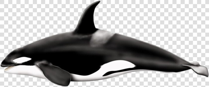 Download Killer Whale Png Pic   Killer Whale Transparent Background  Png DownloadTransparent PNG