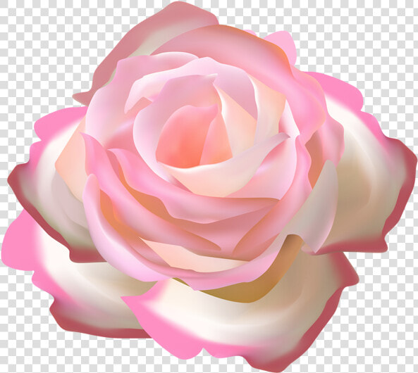 Transparent Rosebush Png   Rosas Color Rosa Png  Png DownloadTransparent PNG