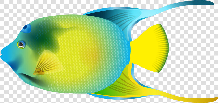 Queen Angelfish Png Transparent  Png DownloadTransparent PNG