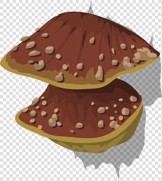 Fungus  HD Png DownloadTransparent PNG