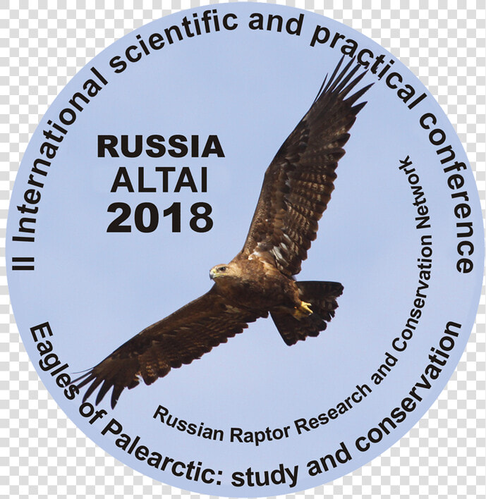 Eagles Of Palearctic   Buzzard  HD Png DownloadTransparent PNG