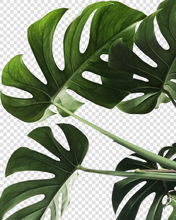 Monstera Leaf  HD Png DownloadTransparent PNG