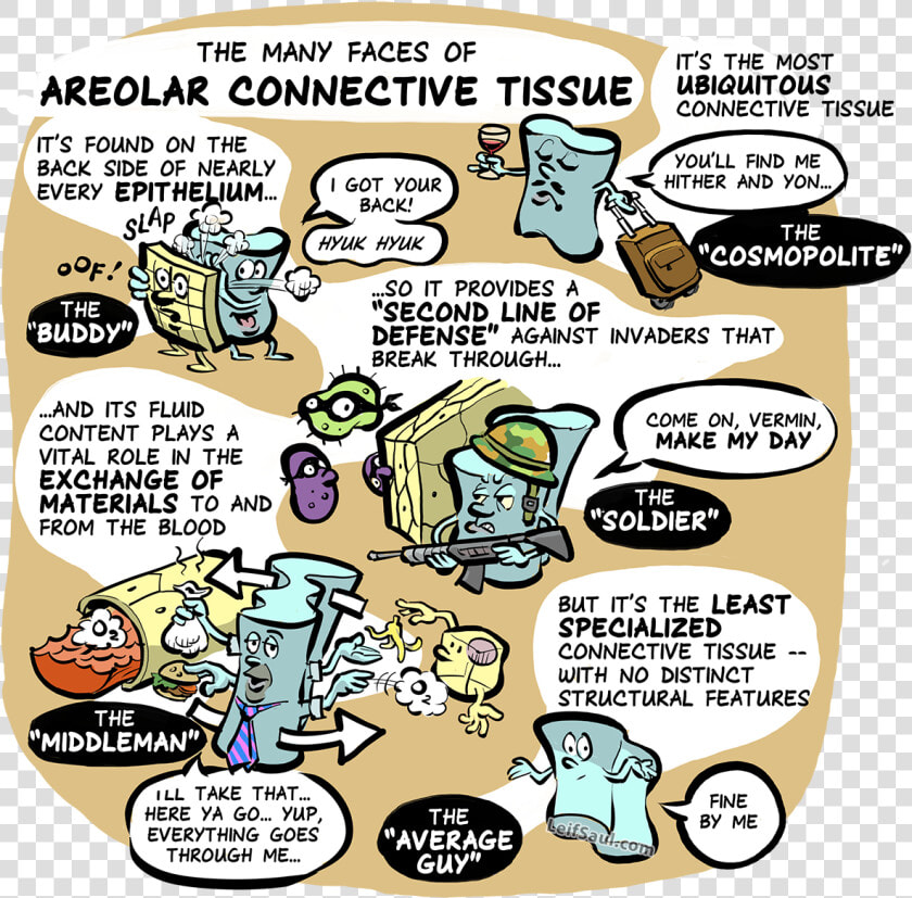 The Many Faces Of Areolar Connective Tissue   Cartoon  HD Png DownloadTransparent PNG