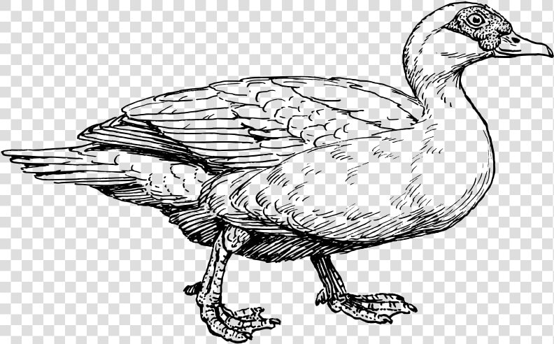 Muscovy Duck Free Vector   4vector   Muscovy Duck Clipart  HD Png DownloadTransparent PNG