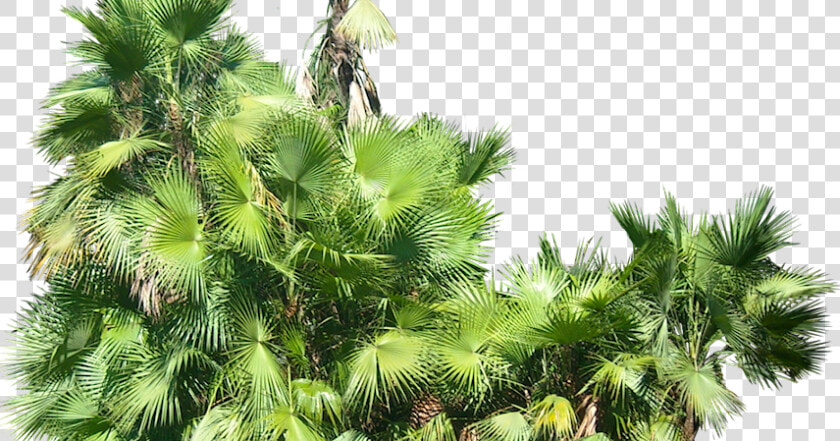 Tropical Plant Pictures Acoelorrhaphe Wrightii   Transparent Background Tropical Ferns Png  Png DownloadTransparent PNG