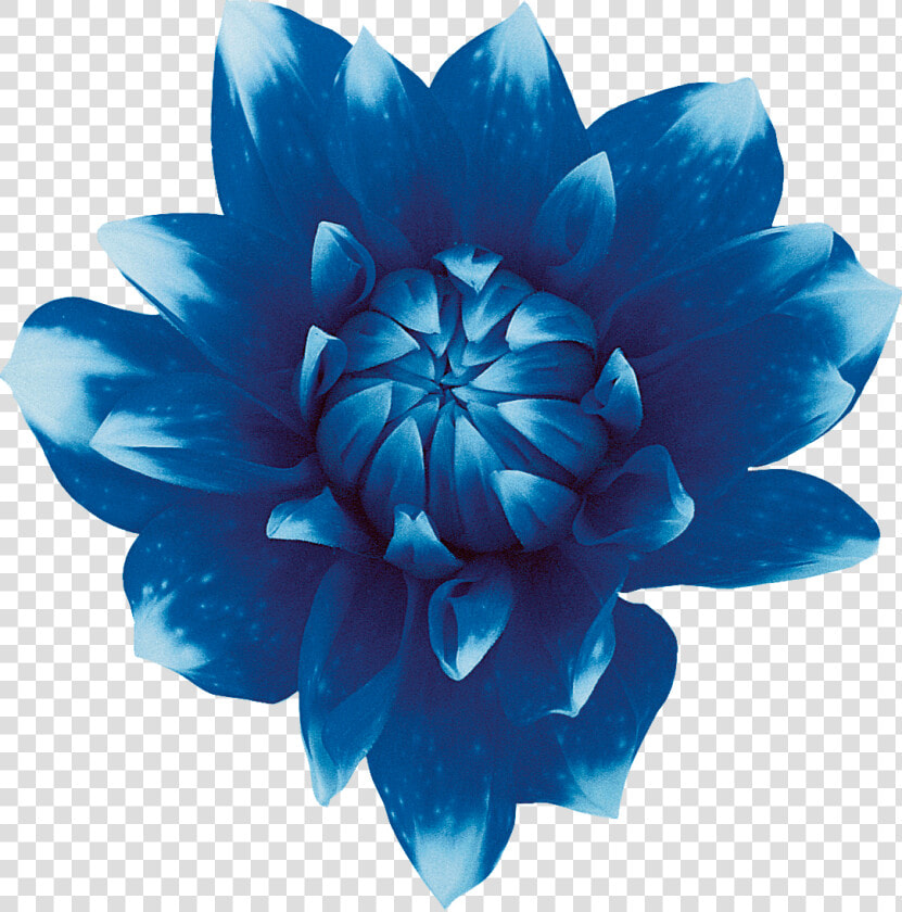 Sweet Blue Flowers Sweet Blue Flowers Red   Blue Flower No Background  HD Png DownloadTransparent PNG