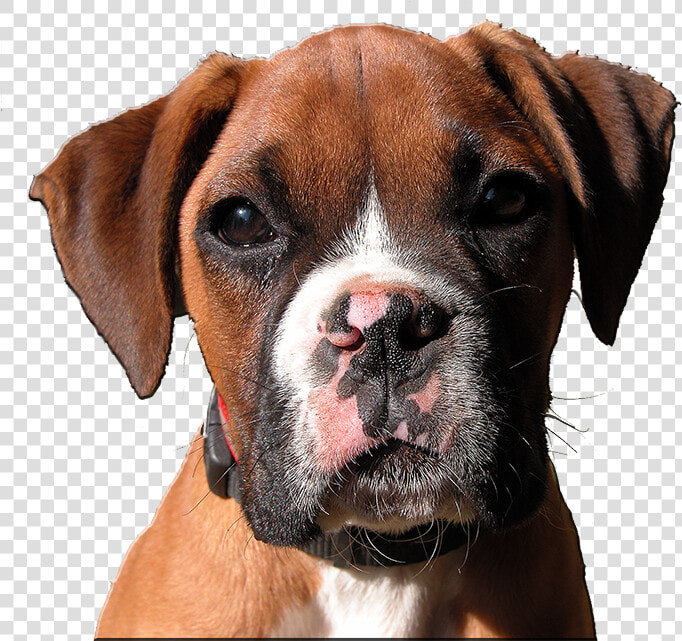 Transparent Boxer Dog Head Clipart   Boxer Dog Head Png  Png DownloadTransparent PNG