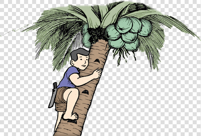   Man On Coconut Tree   Png Download   Climbing Coconut Tree Clipart  Transparent PngTransparent PNG