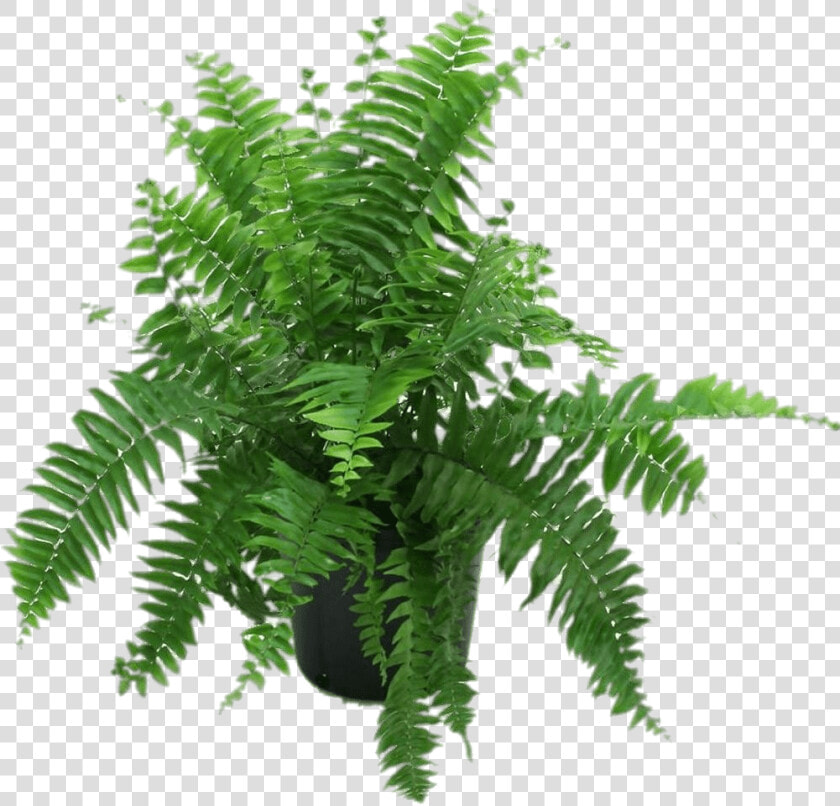 Fern In Black Pot   Fern In Pot Png  Transparent PngTransparent PNG