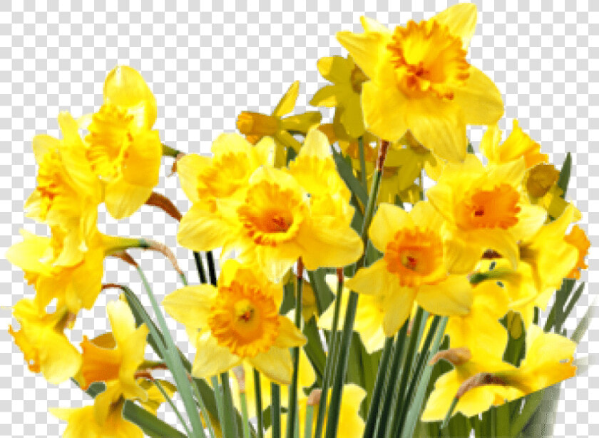 Daffodils Png Transparent Images   Transparent Background Daffodils Png  Png DownloadTransparent PNG