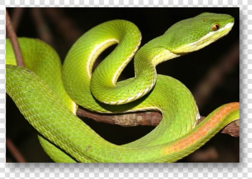 White Lipped Pit Viper Halodhia Viper   Green Bamboo Pit Viper  HD Png DownloadTransparent PNG