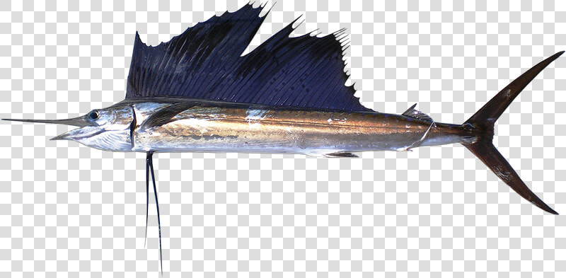 Sail Fish   Sailfish  HD Png DownloadTransparent PNG