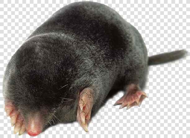 Mole Catcher Mole Control By Swat Pest Control Ltd   Mole Vole  HD Png DownloadTransparent PNG