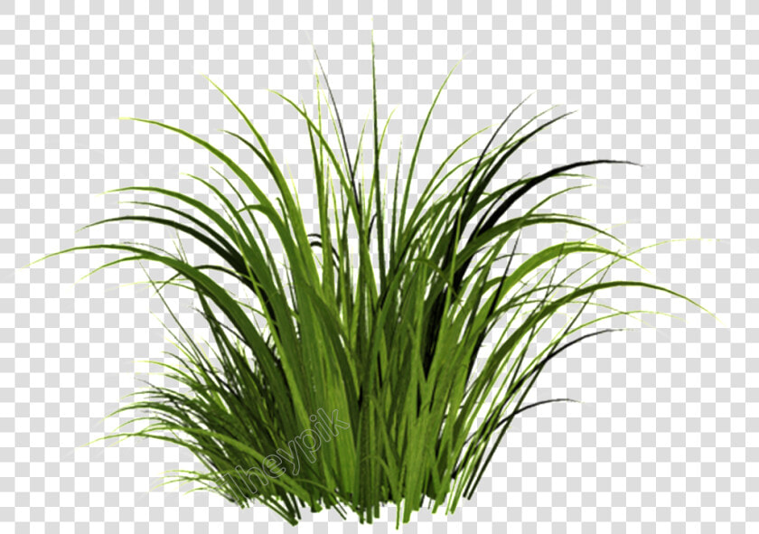 Sweet grass   Transparent Grass Png  Png DownloadTransparent PNG