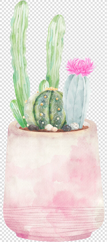 Hand painted Three Varieties Of Cactus Png Transparent   San Pedro Cactus  Png DownloadTransparent PNG