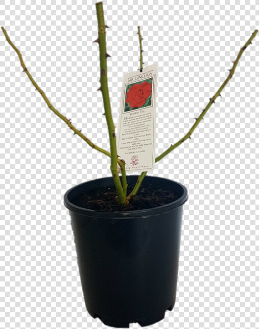 Houseplant  HD Png DownloadTransparent PNG