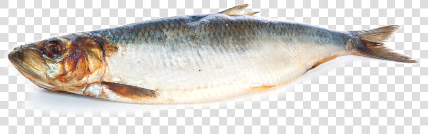 Thumb Image   Transparent Herring Fish Png  Png DownloadTransparent PNG