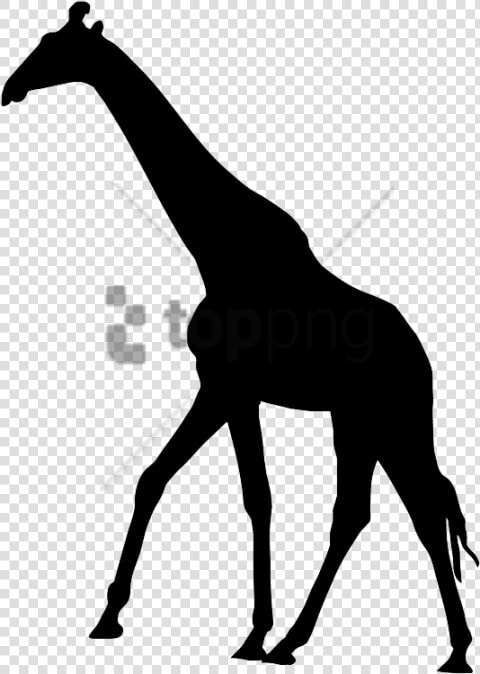 Transparent Giraffes Clipart   Transparent Background Giraffe Silhouette Png  Png DownloadTransparent PNG