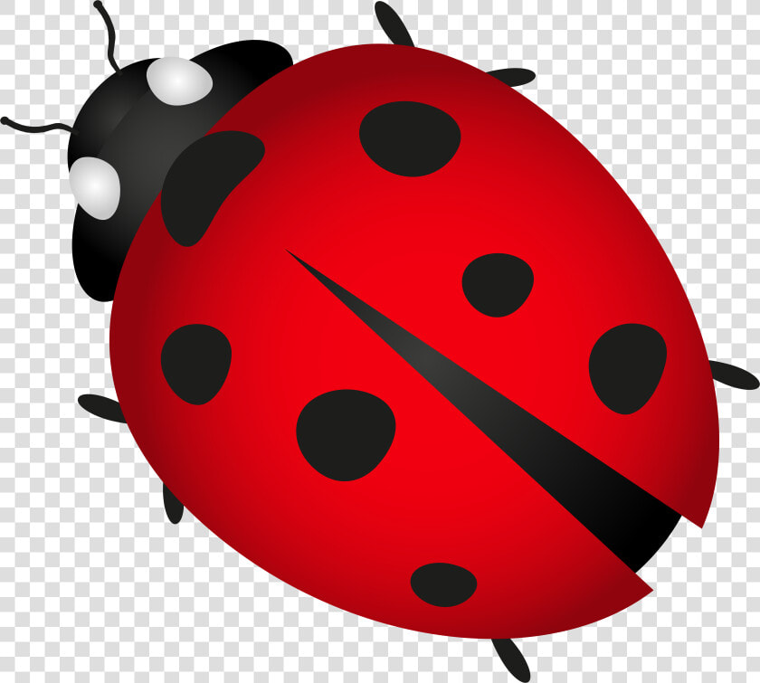 Ladybug Insect Transparent Image   Lady Bug Clip Art  HD Png DownloadTransparent PNG