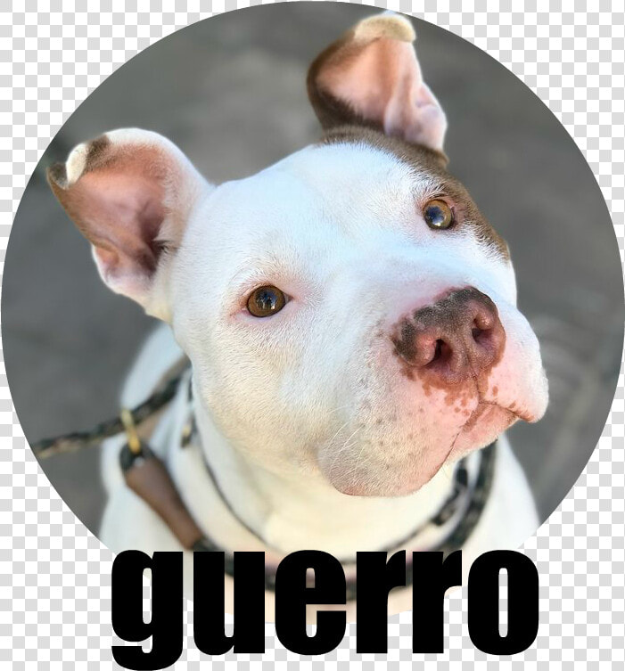 Guerro   Dogo Argentino  HD Png DownloadTransparent PNG