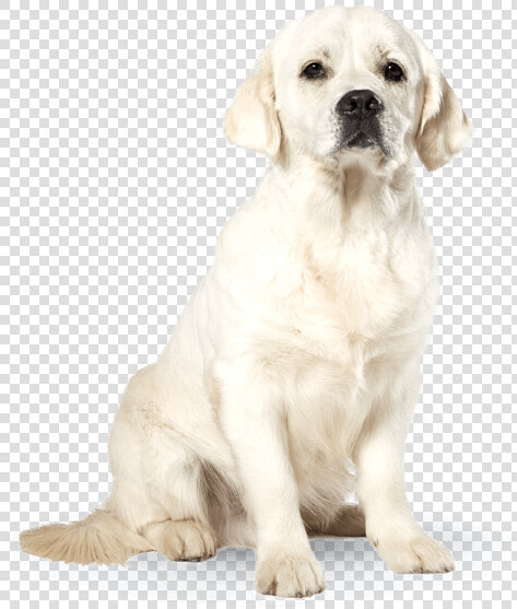 Junior Perro  HD Png DownloadTransparent PNG