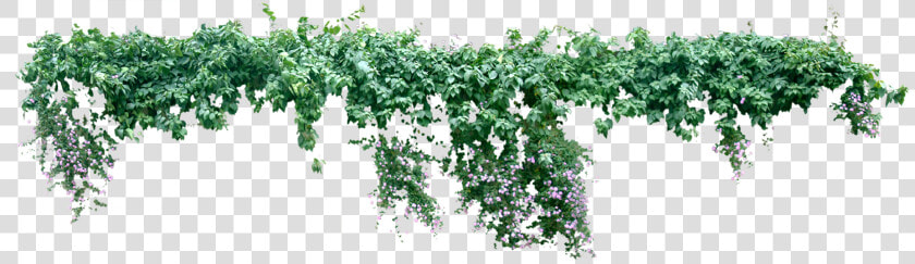 Vine Plant Liana Tree   Creeper Plant Png  Transparent PngTransparent PNG