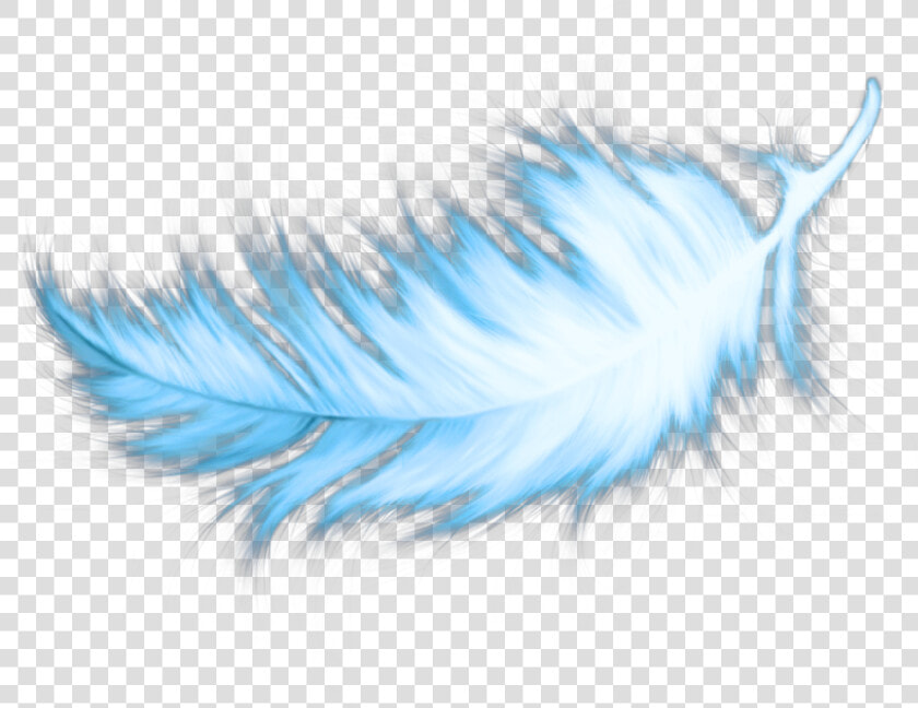 Transparent Blue Feather Png   Transparent Teal Blue Feathers  Png DownloadTransparent PNG