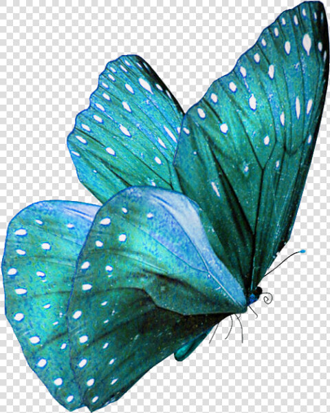 Teal Colored Butterflies  HD Png DownloadTransparent PNG