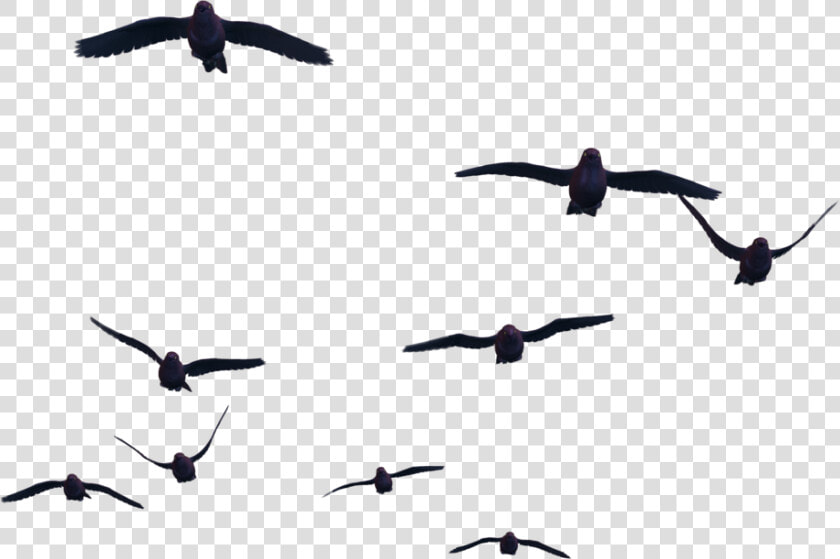 Bird Flight Clip Art   Birds Flying Gif Png  Transparent PngTransparent PNG