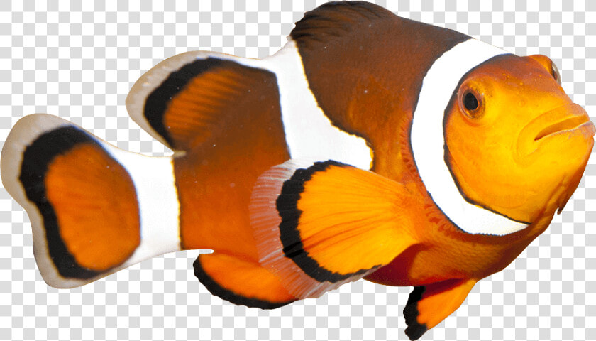 Coral Reef Fish   Png Download   Coral Reef Fish Png  Transparent PngTransparent PNG