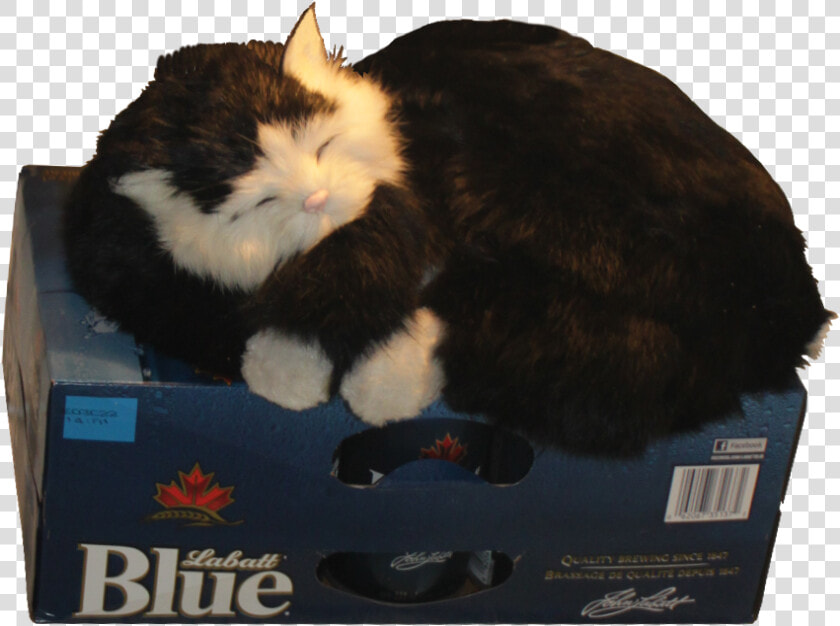 Cat Guarding The Beer Fridge Alpha   Beer In Fridge Cat  HD Png DownloadTransparent PNG