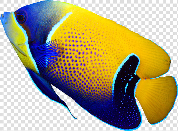 Pomacanthus Navarchus Emperor Angelfish Tropical Coral   Tropical Fish Png  Transparent PngTransparent PNG